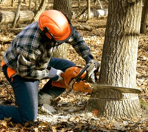 Tree Removal in Schoenchen, KS